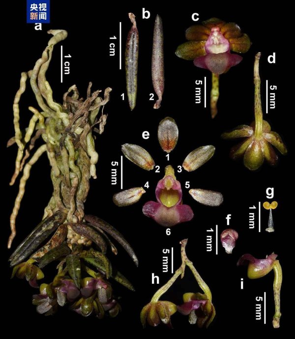 德邦国际 新物种+1 四川发现九寨沟盆距兰